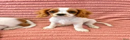 Cavalier King Charles Spaniel dogs for sale: DNA Tested Cavalier King Charles Puppy Bleinham - Advert 6