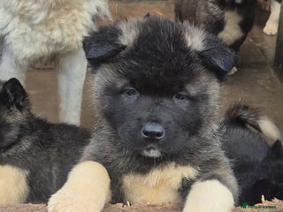 Akita dogs AMERICAN AKITA BLACK MASK BEARS - Advert 3