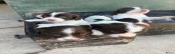 English Springer Spaniel dogs for sale: English Springer Spaniel Puppies - Advert 13