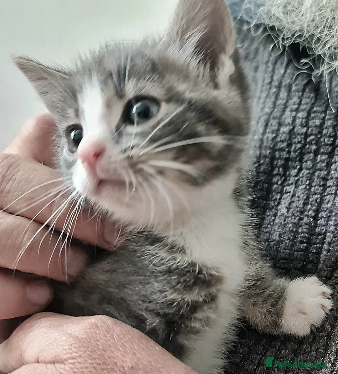 Mixed Breed cats for sale: Kittens in Ipswich - Advert 1