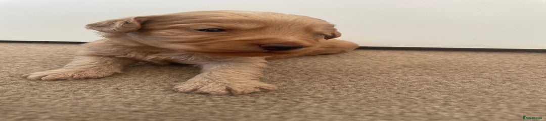Cockapoo Puppy 3