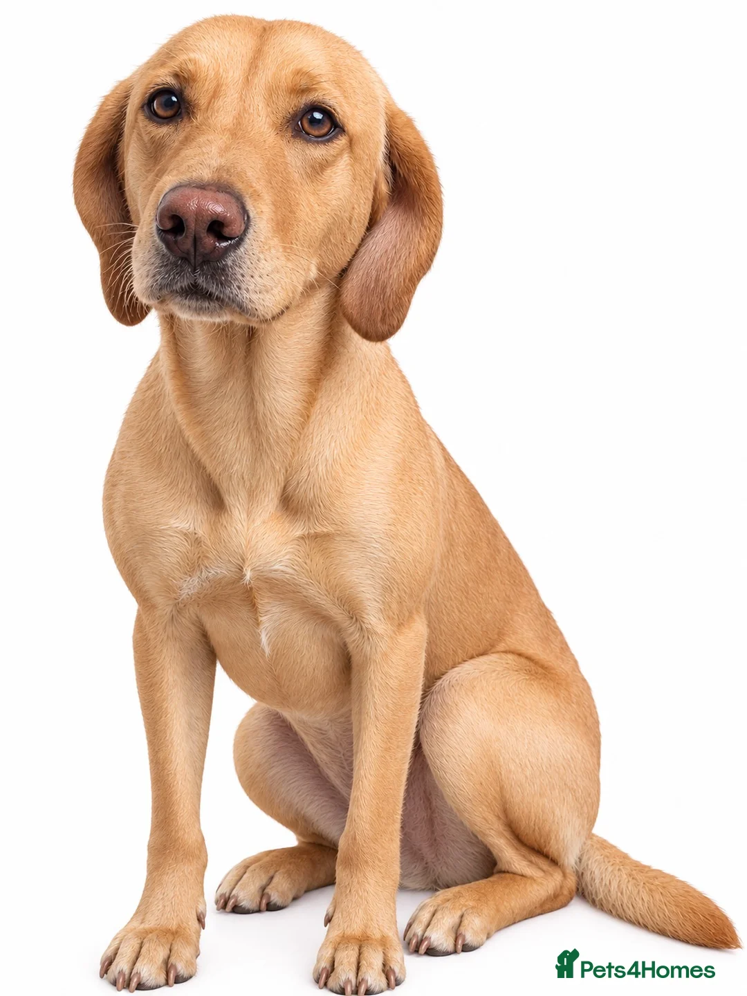 Labrador Retriever dogs for sale: Lady Luck (Miss Pink)-Grace (Kësem) - Advert 2
