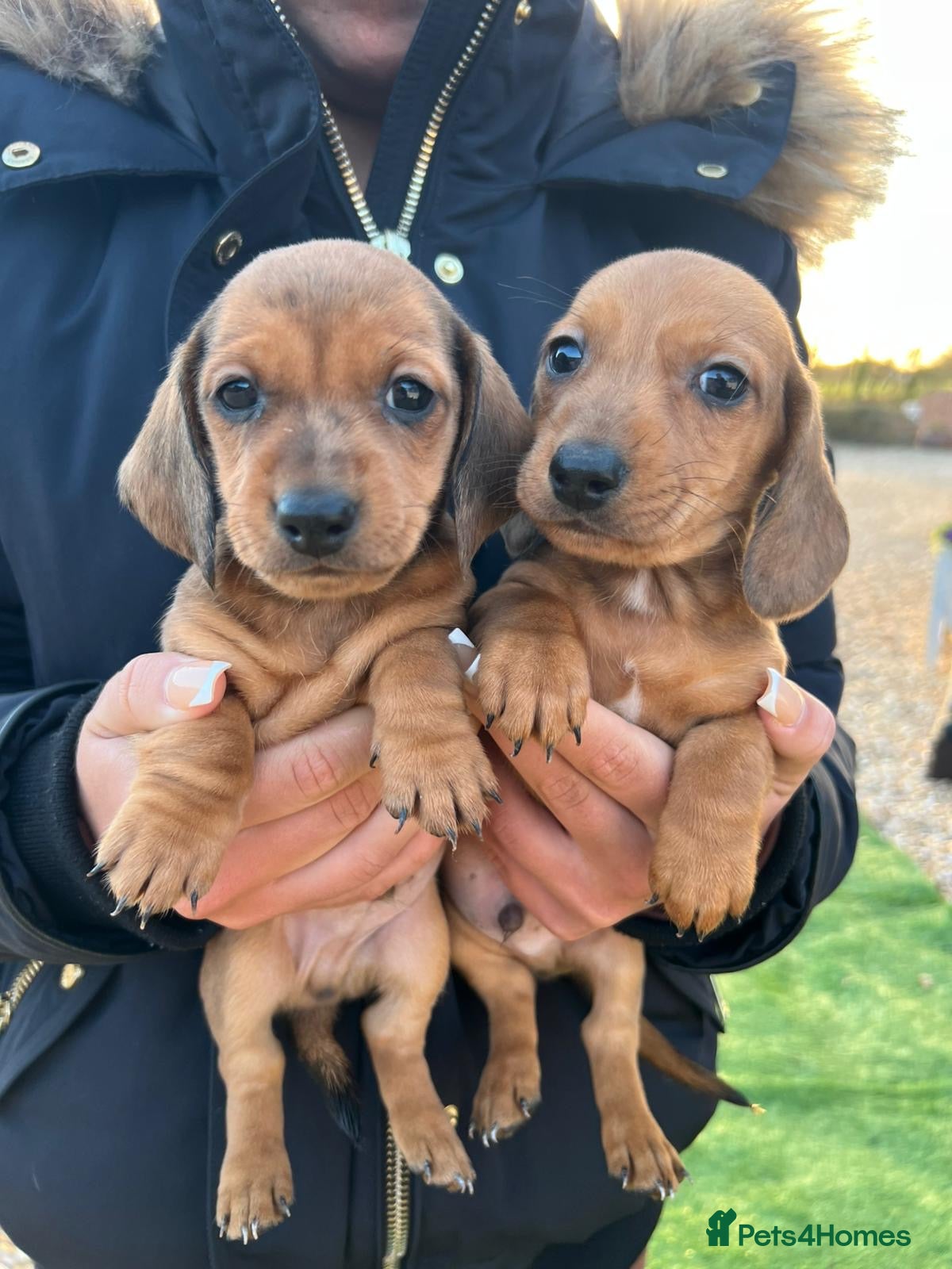 Dachshund dogs 7 gorgeous minature dachshund puppy’s🐶 - Advert 4