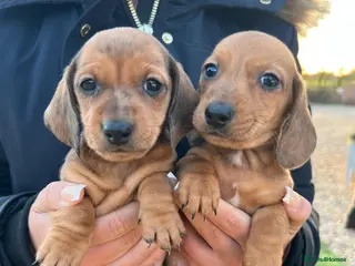Dachshund dogs 7 gorgeous minature dachshund puppy’s🐶 - Advert 4