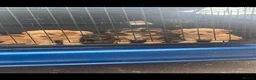 Cavapoo dogs for sale: Top quality toy Cavapoo puppies  - Advert 5