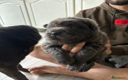 Shar Pei dogs for sale: Stunning litter of kc reg Shar Pei puppies  - Image 9