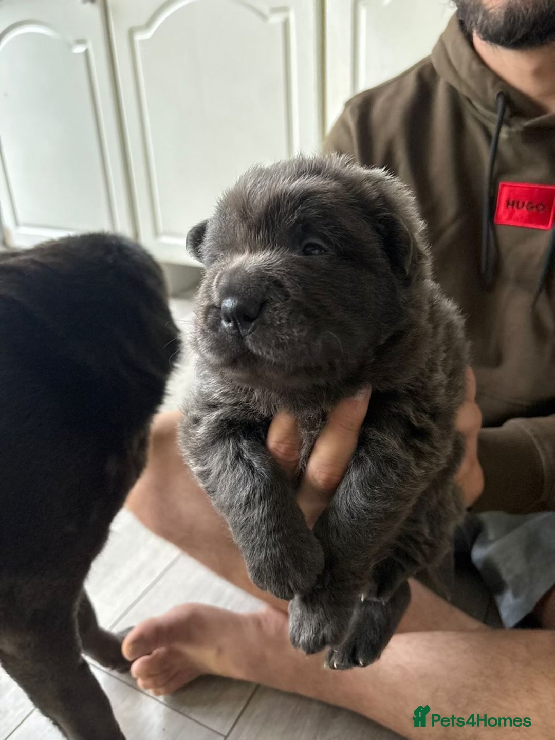 Shar Pei dogs for sale: Stunning litter of kc reg Shar Pei puppies  - Image 9
