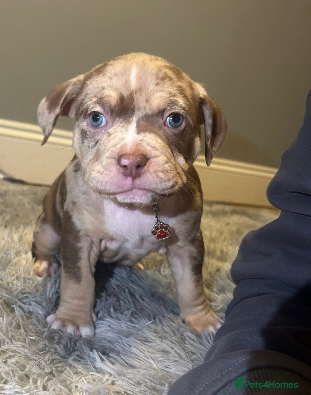 Mixed Breed dogs for sale: 4 girl pocket bully’s - Advert 2