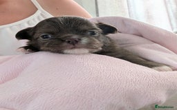Chihuahua dogs for sale: 2 beautiful chocolate long coat KC reg Girls - Image 3