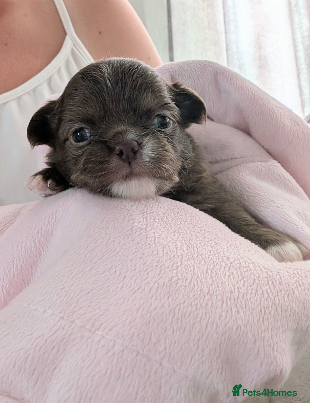 Chihuahua dogs for sale: 2 beautiful chocolate long coat KC reg Girls - Image 3