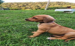 Rhodesian Ridgeback dogs for sale: FULLY rhodesian ridgebacks - Image 3