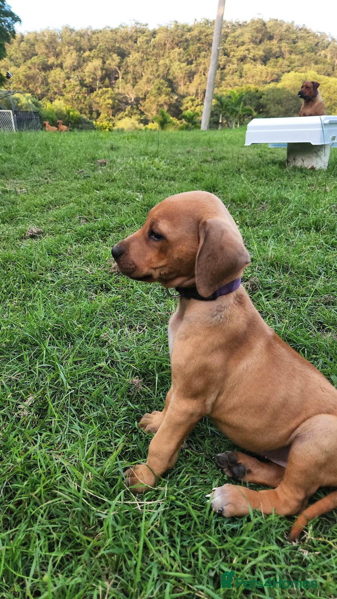 Rhodesian Ridgeback dogs for sale: FULLY rhodesian ridgebacks - Image 3