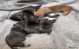 Dachshund dogs for sale: Dachshund puppies  - Image 4