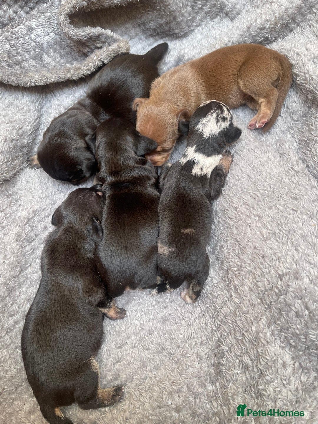 Dachshund dogs for sale: Dachshund puppies  - Image 4