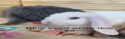 Mini Lop rabbits for sale: 8 minilops 7 girl and 1 boy - Advert 5
