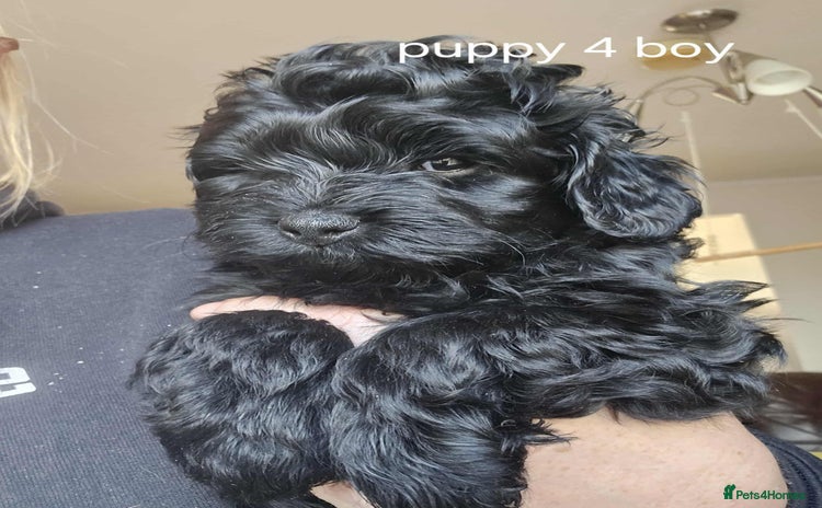 Mixed Breed dogs - Advert 7