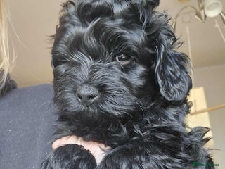 Mixed Breed dogs - Advert 34