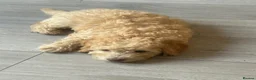 Poodle dogs for sale: Miniature golden puppy - Advert 6