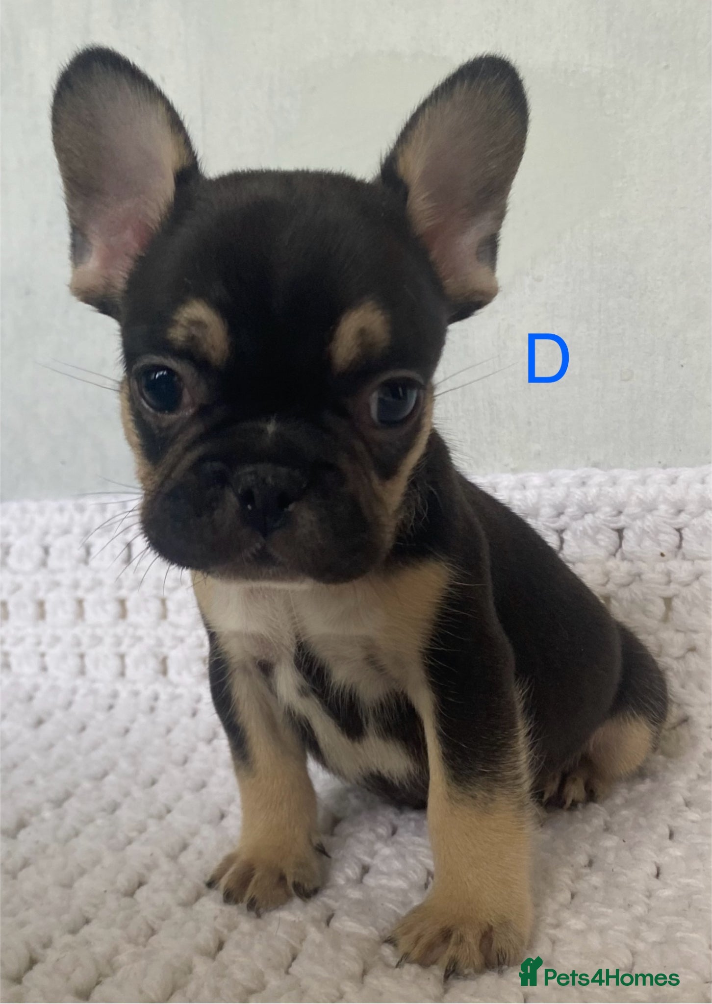 French Bulldog dogs French bulldog puppies - 3 boys/3 girls - Advert 11
