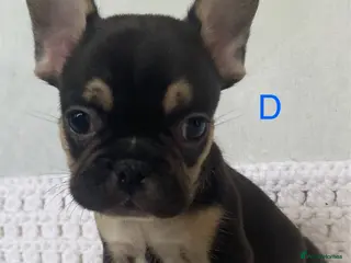French Bulldog dogs French bulldog puppies - 3 boys/3 girls - Advert 11