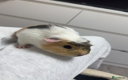 Guinea Pig rodents for sale: 3 Male Guinea Pigs - Image 1