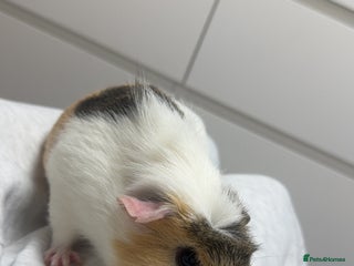 Guinea Pig rodents for sale - Advert 1