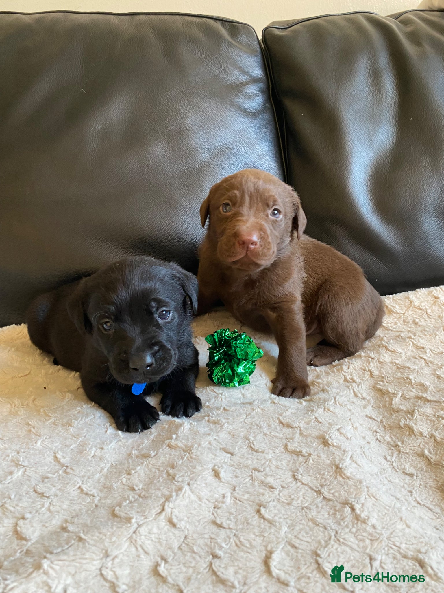 Labrador Retriever dogs Beautiful Chunky KC Labrador puppies.  - Advert 15