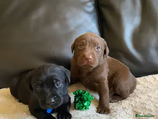 Labrador Retriever dogs Beautiful Chunky KC Labrador puppies. - Advert 15