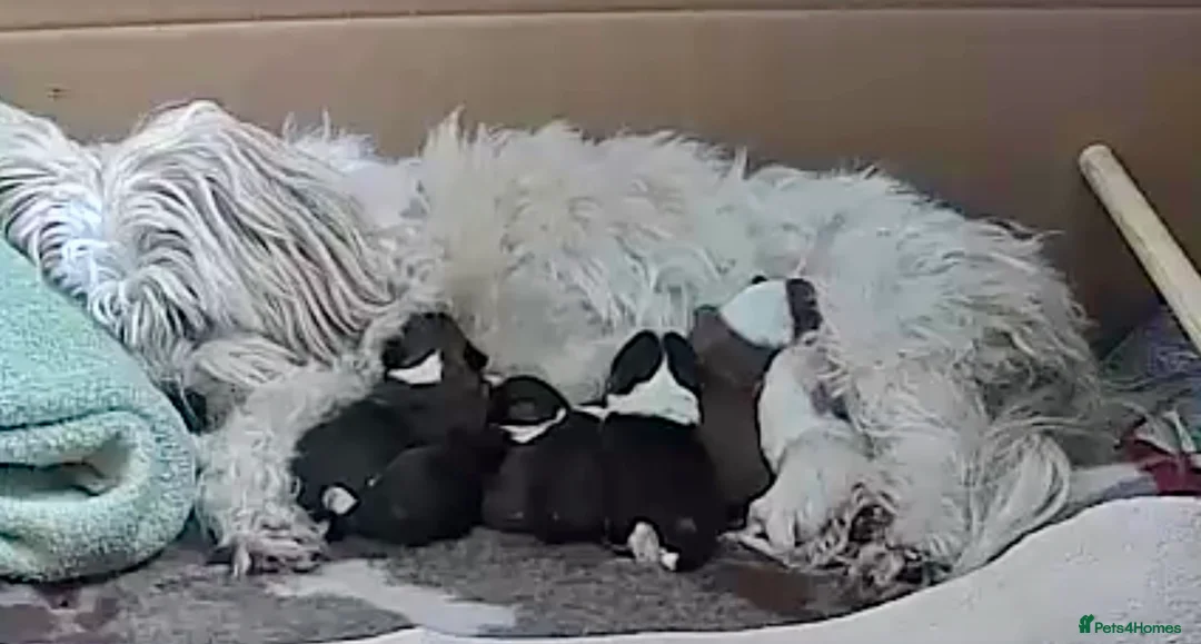 Havanese dogs for sale: Gorgeous Havanese Puppies  - Advert 3