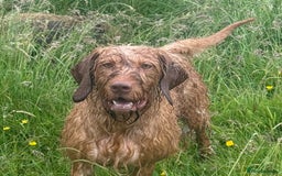 Hungarian Vizsla dogs for sale: KC Reg Hungarian Wirehaired Vizsla Female For Sale - Image 2