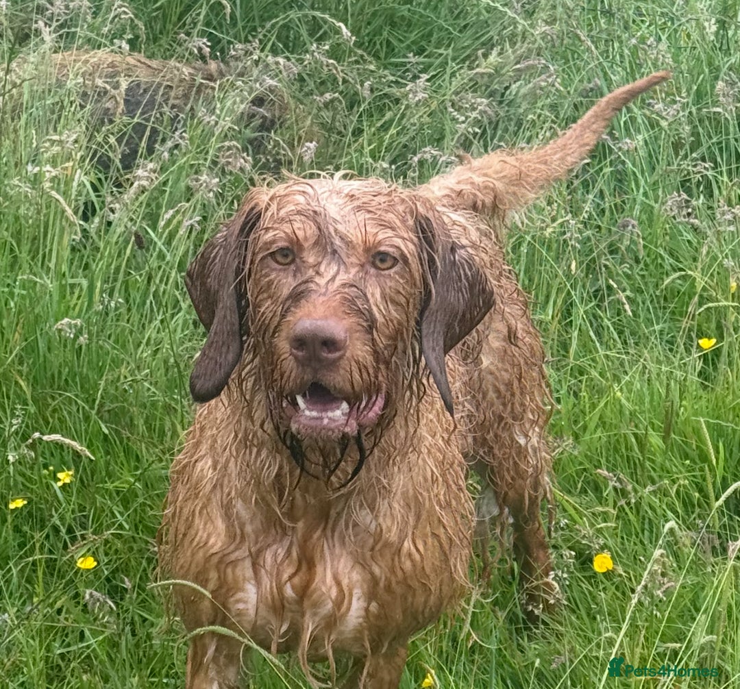 Hungarian Vizsla dogs for sale: KC Reg Hungarian Wirehaired Vizsla Female For Sale - Image 2