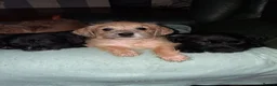 Mixed Breed dogs for sale: Miniture dachshund x shih tzu puppies  - Advert 3