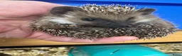 Pygmy Hedgehog rodents for sale: Stunning tame babies ready with/without set up  - Advert 12