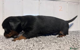 Lancashire Heeler dogs for sale: Lancashire Heelers - Image 14