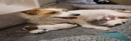 Jack Russell dogs for sale: Pedigree Jack Russell Terrier  in Filey - Advert 21