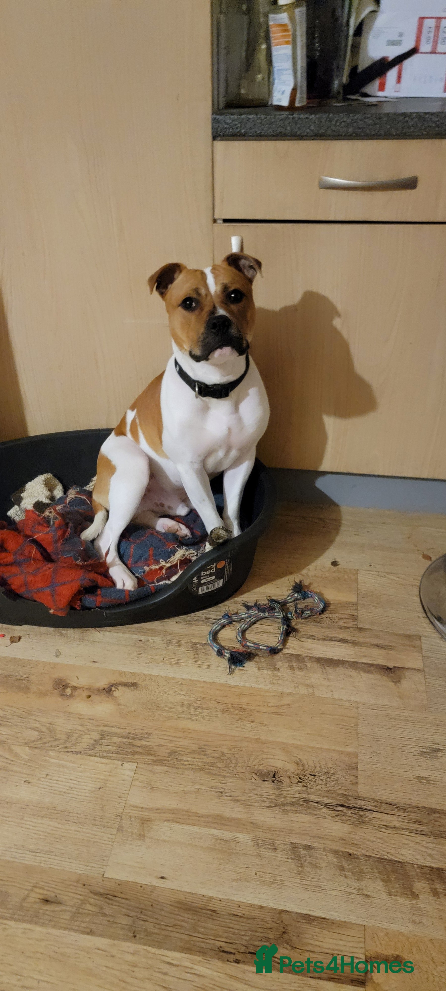 Mixed Breed dogs Uno.. in King's Lynn - Advert 1