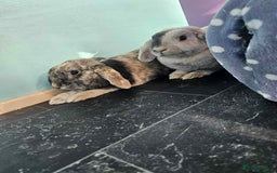 Dwarf Lop rabbits for sale: Trio of Dwarf Lop Rabbits - Image 3