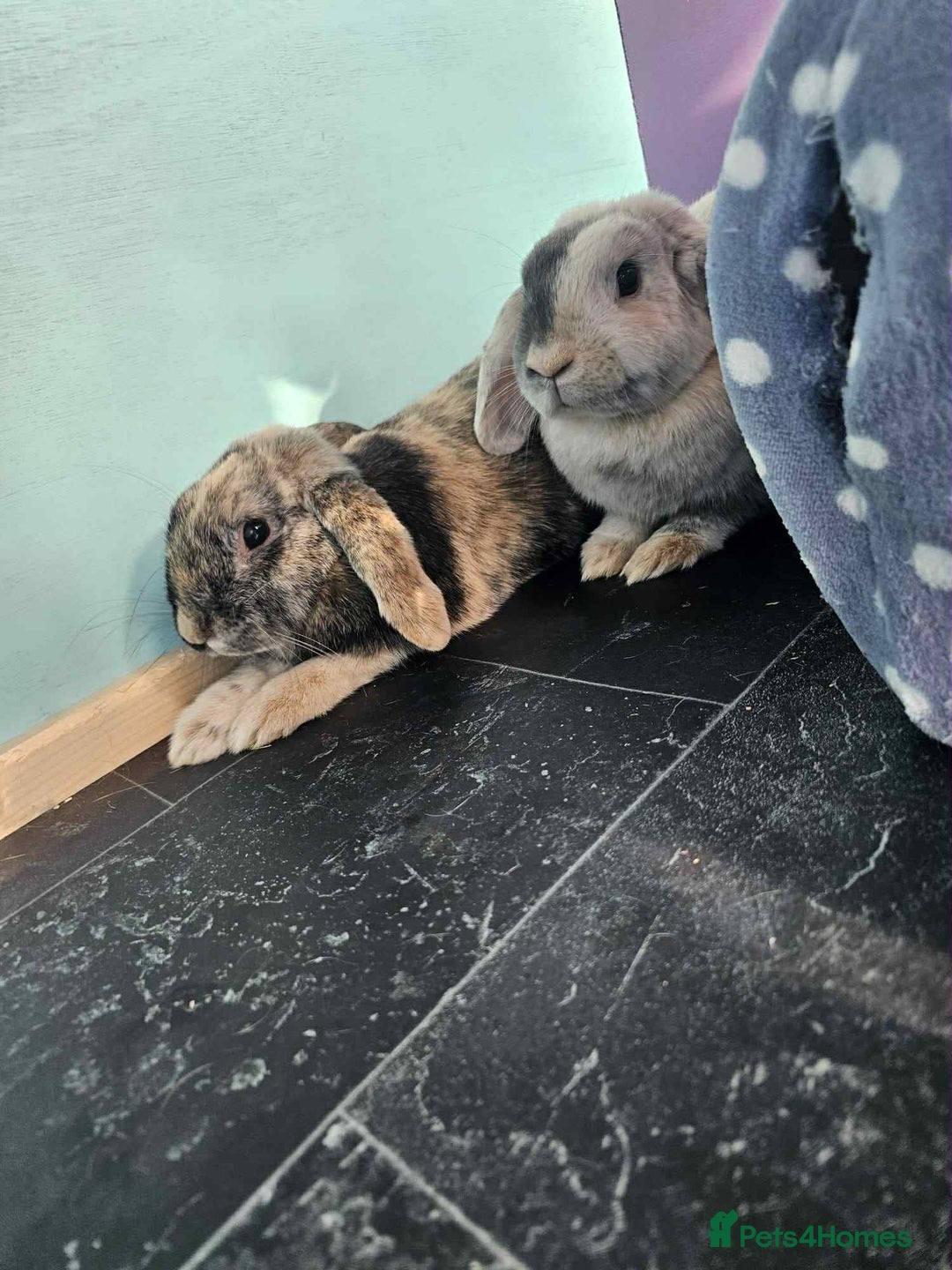 Dwarf Lop rabbits for sale: Trio of Dwarf Lop Rabbits - Image 3