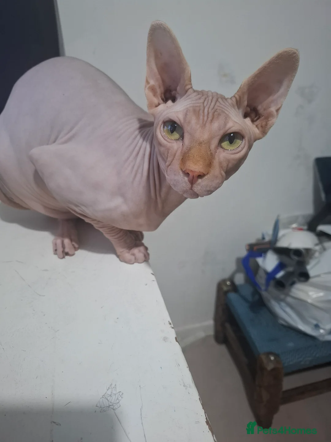 Sphynx cats for sale: Sphynx cat for sale  - Advert 2