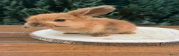Mini Lop rabbits for sale: 🐰Pure Bred (7w old) Mini Lop Babies - Advert 6