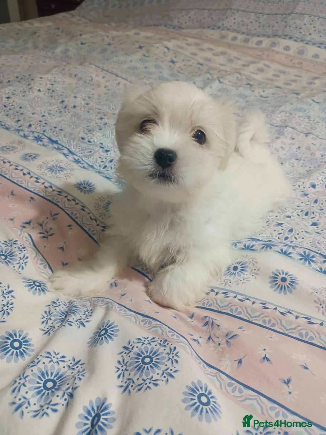 Maltese dogs for stud: Available for stud - Advert 6