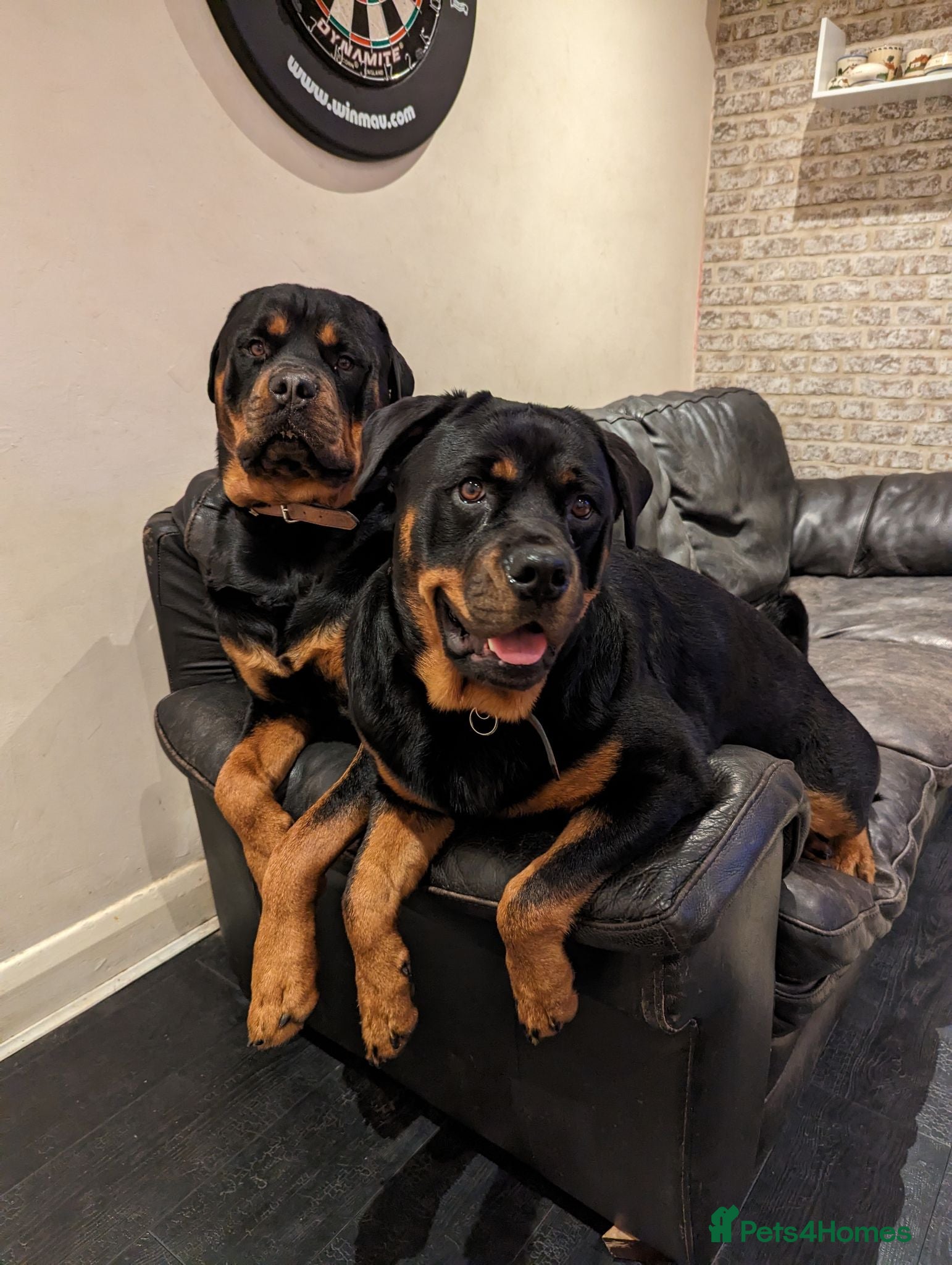 Rottweiler dogs Rottweiler puppy's X2 Boys  - Advert 3