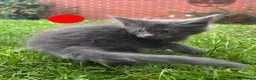 Maine Coon cats for sale: Pure Maine Coon kittens - Advert 19