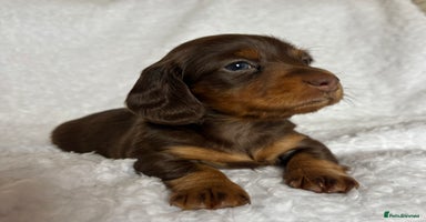 Miniature Dachshund dogs - Advert 6