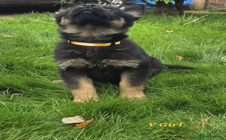 German Shepherd dogs 1 German shepherd girl for sale - Advert 8