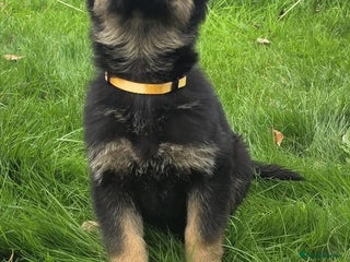 German Shepherd dogs 1 German shepherd girl for sale - Advert 1
