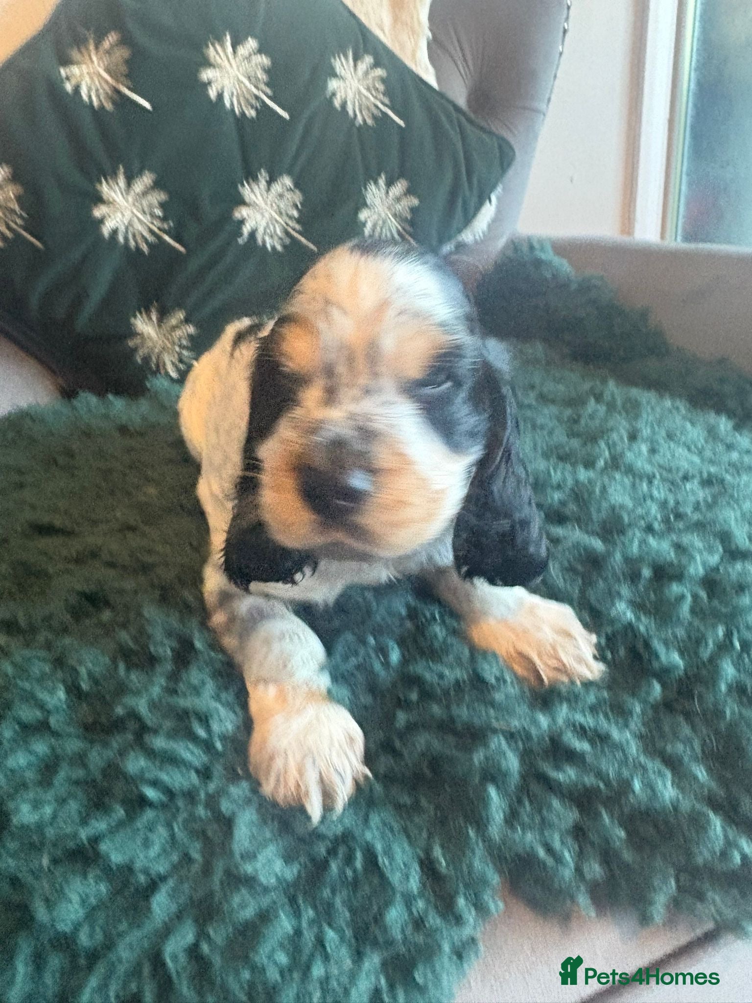 Cocker Spaniel dogs Stunning kc registered show cocker spaniels  - Advert 16