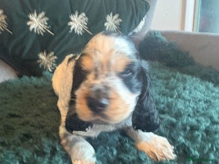 Cocker Spaniel dogs Stunning kc registered show cocker spaniels - Advert 12