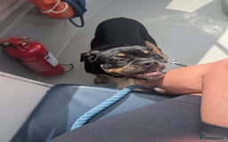 Mixed Breed dogs for sale: Old tyme puppy cross english - Image 3