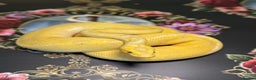 Python Snake reptiles for sale: Selection of royal pythons  - Advert 4